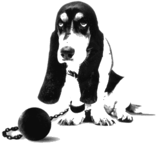 Le chien en sachet dispersible ?