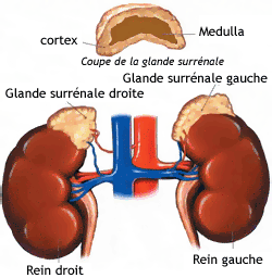 Cortisone info : pas d’intox !