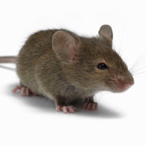 Souris yeah ! Vous êtes soigné