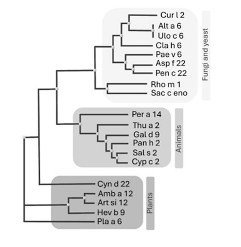 l'arbre taxinomique montre que les animaux et les champignons ont des enolases plus proches qu'avec celles des plantes