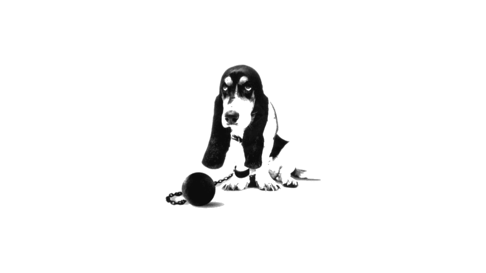 Le chien en sachet dispersible ?