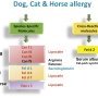 Allergies croisées chien chat cheval