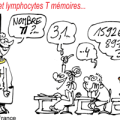 Dis moi quel lymphocyte T tu as je te dirai qui tu es !